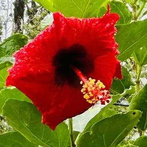 Kope Hale Near Hilo & Volcano National Park , Pahoa United States